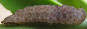Larvae